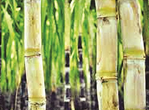 राज्याचे यंदाच्या एफआरपीचे धोरण जाहीर