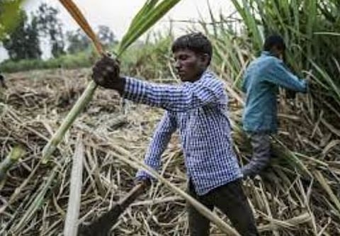 ऊसतोडणी मजुरीचा निर्णय नववर्षातच होणार