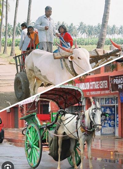 बैलगाडी, टांगा आणि सायकल कालबाह्य होण्याच्या मार्गावर