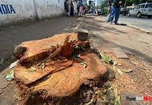 झाडांचा बळी देण्याचा डाव : गणेश खिंड रस्त्यावरील वृक्षतोडीस स्थगिती