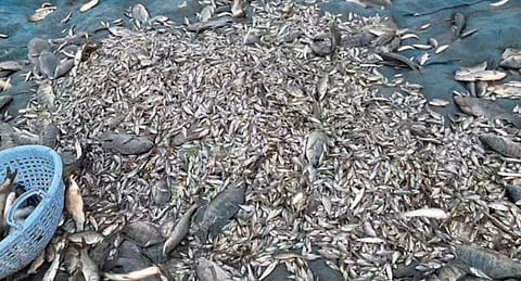 उजनीत लहान मासेमारी जोरात ; जलसंपदा खात्याची बघ्याची भूमिका