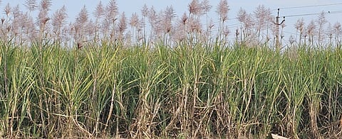 चिंता वाढली ! लहरी हवामानामुळे उसाला फुटले तुरे, वजन घटणार !