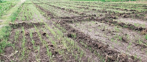 झळा टंचाईच्या ! पाणीटंचाईमुळे गव्हाची पेरणी नाही