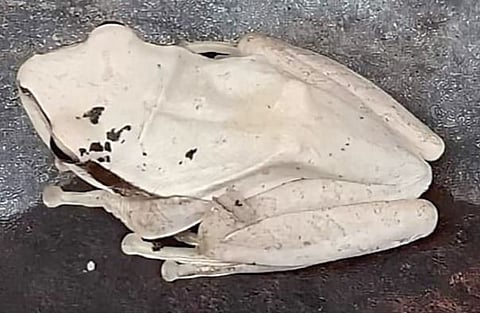 घोडेगाव येथे आढळला दुर्मीळ पांढरा बेडूक