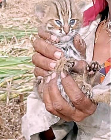 Pune : जवळेत आढळली रानमांजराची पिले