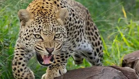 पुणे: पिंपळवंडी येथे बिबट्यांच्या हल्ल्यात तीन शेळ्या मृत्यूमुखी