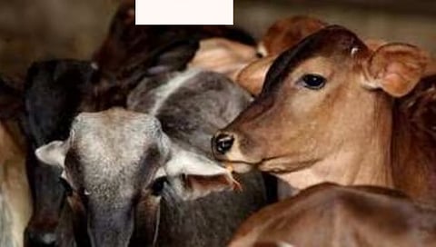 Cattle transportation controversy