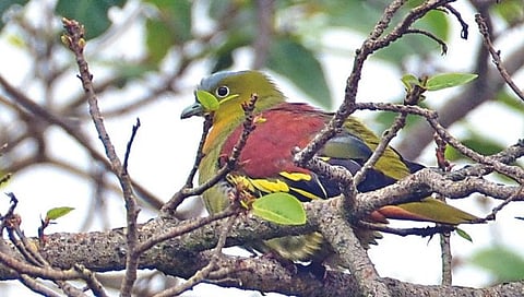 GREEN PIGEON : वाघांच्या जंगलात दुर्मीळ ‘ग्रीन पिजन’चे वास्तव्य