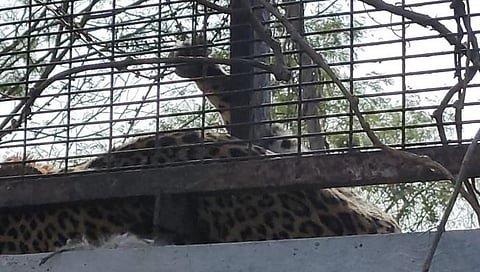 Nashik I शिकारीसह अडकलेल्या बिबट्याची वनविभागाकडून सुखरुप सुटका