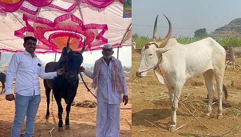 Kharsundi Yatra : आलिशान कारपेक्षा बैलांचे मोल अधिक: खरसुंडी यात्रेत खिलार बैलांना लाखोंची बोली