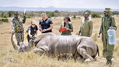 पांढर्या गेंड्यांसाठीही ‘टेस्ट ट्यूब बेबी’ तंत्र!