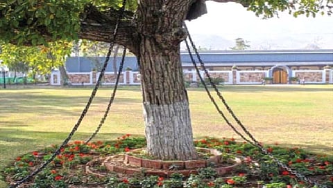 तब्बल 125 वर्षांपासून कैदेत आहे ‘हे’ झाड!