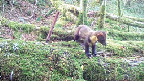 ब्रिटनमध्ये दिसला दुर्मीळ पाईन मार्टन्स