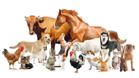 कोल्हापूर : गाय, म्हैस, पाळीव मांजर, कुत्र्यांवर आता अल्पदरात वैद्यकीय उपचार