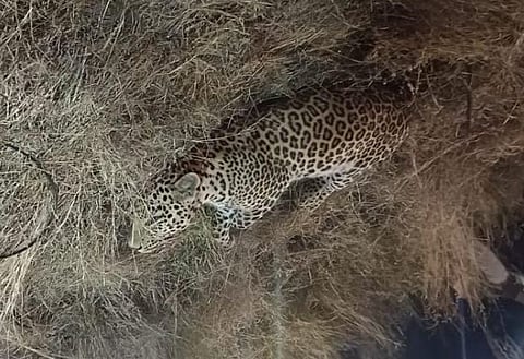 पुणे-नाशिक महामार्गावर वाहनाच्या धडकेत बिबट्या गंभीर जखमी : वाहतूक ठप्प