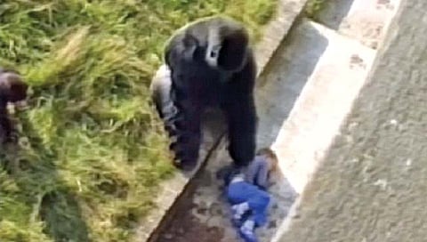 गोरिलाच्या पिंजर्यात पडला चिमुरडा आणि…