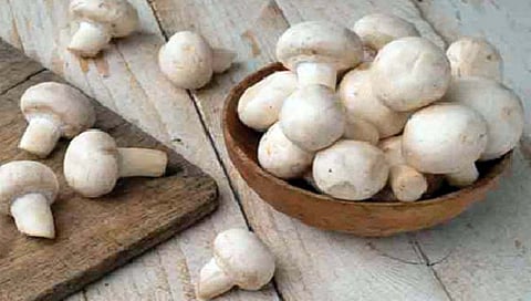 ‘ड’ जीवनसत्त्व मिळवण्यासाठी मशरूम गुणकारी