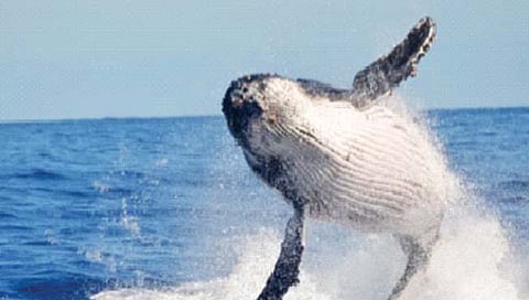 जिवंत व्हेलपेक्षाही मृत मासा अधिक धोकादायक!