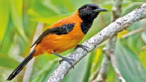 सर्वात विषारी पक्षी!