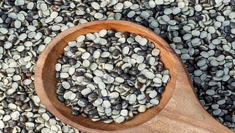 उडदाची डाळ आरोग्यासाठी बहुपयोगी