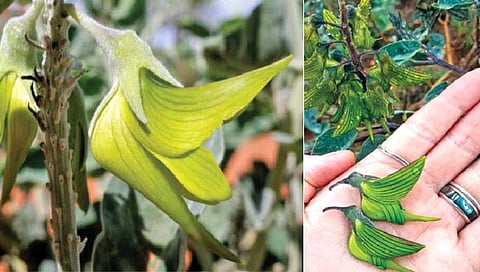 पक्ष्यांसारखी दिसणारी फुले!