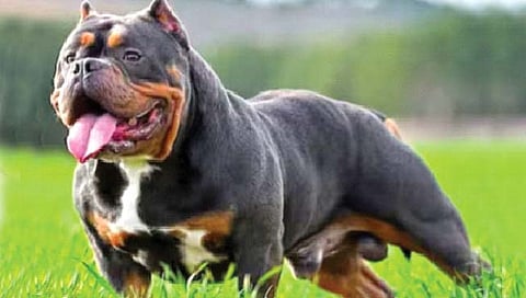 सिंहापेक्षा खतरनाक, रागीट बुली डॉग्ज!