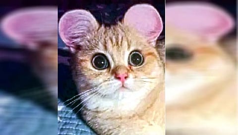 चीनमध्ये मांजरांचीही प्लास्टिक सर्जरी!