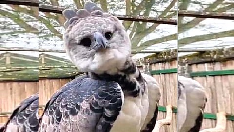 650 फुटांवरून सावज हेरतो हार्पी गरुड