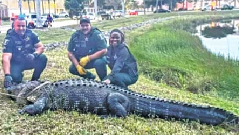 जेव्हा मॉलमध्ये शिरते महाकाय मगर!