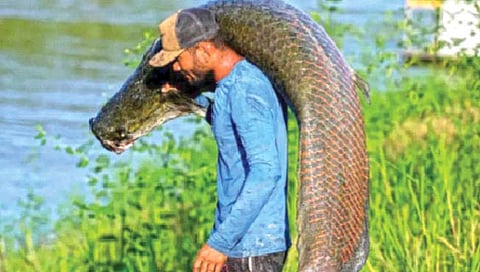 खतरनाक पिर्हानाचा नाश्ता करणारा मासा!