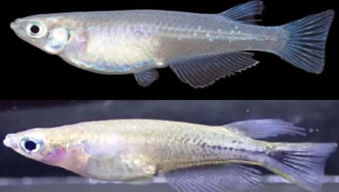 रंग बदलणारा मासा