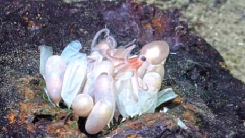 कोस्टारिकाच्या खोल समुद्रात अज्ञात ऑक्टोपस प्रजाती