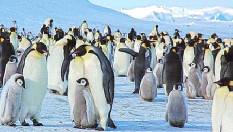 अंटार्क्टिकामध्ये एम्परर पेंग्विनच्या चार नव्या वसाहतींचा लागला शोध
