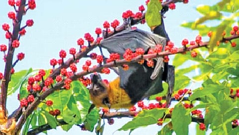 वटवाघळांच्या अभ्यासातून सापडणार मधुमेह नियंत्रणाचा मार्ग