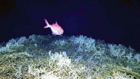 खोल समुद्रातील सर्वात मोठ्या प्रवाळ रचनेचा शोध