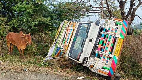 परभणी : न-हापूर येथे बैलांची वाहतूक करणारा टेंम्पो उलटला; दोन बैलांसह चालक जखमी