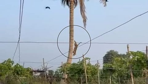 Nashik Leopard Attack : भरदिवसा बिबट्याचा थरार, शेतकऱ्यावर हल्ला