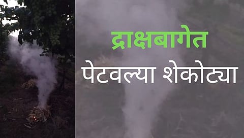 Niphad Temperature Drops : निफाडमध्ये द्राक्ष बागांच्या संरक्षणासाठी पेटवल्या शेकोट्या
