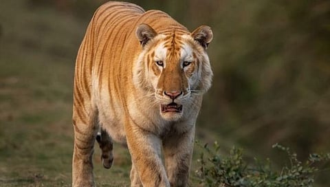 Golden tiger | राजेशाही थाट! काझीरंगात दुर्मिळ सोनेरी वाघाचे दर्शन, आसामच्या मुख्यमंत्र्यांनी शेअर केला फोटो