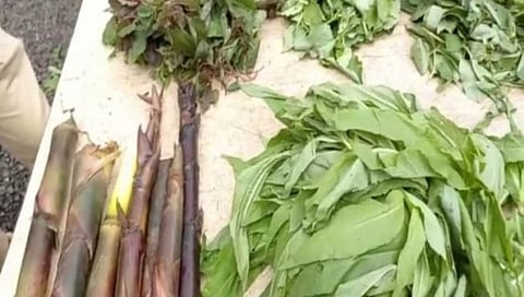 Nashik News : पिंपळनेरला भरणार वनभाज्यांचे प्रदर्शन