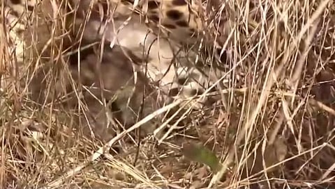 Kuno National Park | कुनो नॅशनल पार्कमधून आली गुड न्यूज! ‘ज्वाला’ मादी चित्त्याने दिला ३ बछड्यांना जन्म