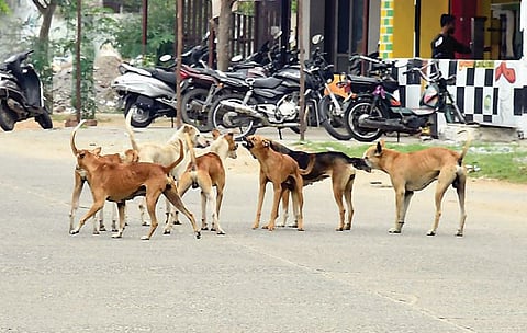 भटक्या कुत्र्यांमध्ये मायक्रोचिप तंत्रज्ञान वापरण्याचा महापालिकेचा मानस