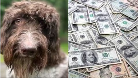 Dog swallowed money : कुत्र्याने गिळले ३ लाख, मालकाने ‘या’ मार्गाने मिळवले काही पैसे