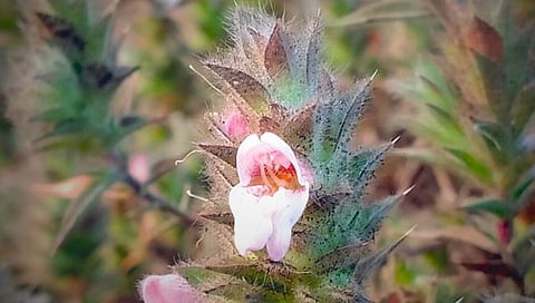 Satara News : महाबळेश्वरात चार वर्षांनी फुलली आकरा जातीची कारवीची फुले