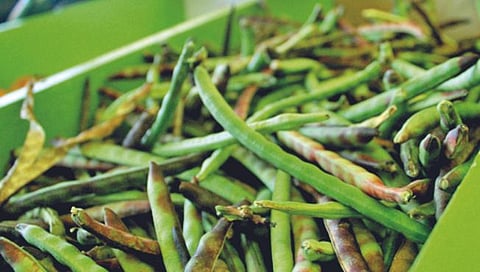 Pudhari Health : शेंगभाज्या का खाव्यात?
