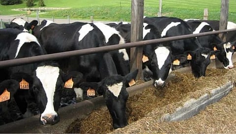 दूध अनुदानासाठी एअर टॅगिंगचे बंधन; कागदपत्रांसह कानातील बिल्ला हवाच