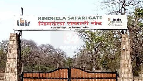 ताडोबात पर्यटकांसमोरच वाघाने सफाई कामगाराला उचलून नेलं