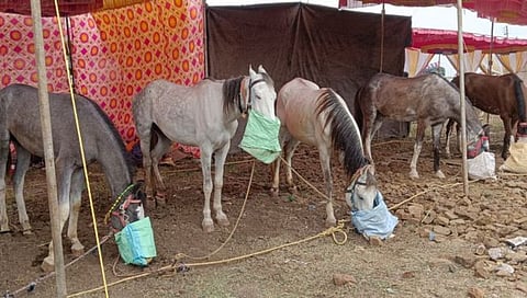 Nanded News: माळेगावच्या यात्रेत ‘उधार’ गाढवांचा बाजार; २५ वर्षांची परंपरा कायम