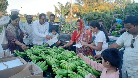 Nashik News : कांदानगरीत केळीचा तोरा, पाचोरे येथील शेतकऱ्याचा माल थेट आखातात