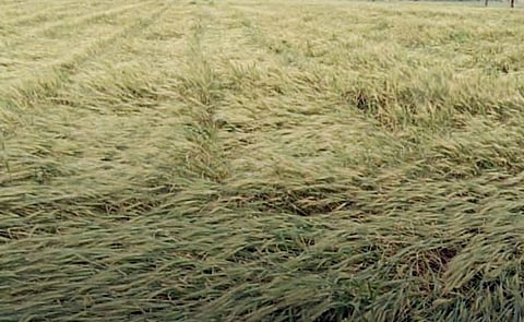 अवकाळीमुळे ज्वारी, गहू, कांदा, हरभरा धोक्यात